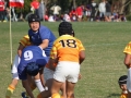 youngwaverugby13
