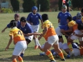youngwaverugby20