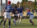 youngwaverugby51